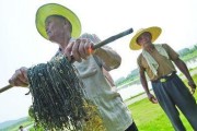 辐射4中尸体的创意用途是什么？如何在游戏中巧妙利用？