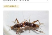 斗蛐蛐模式上线时间是什么时候？如何参与？
