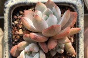 迷你世界雪莲怎么寻找？雪莲的正确获取方法是什么？