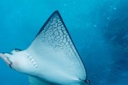 梦想新大陆（游戏中你需要了解的各类普通鱼类详细信息）
