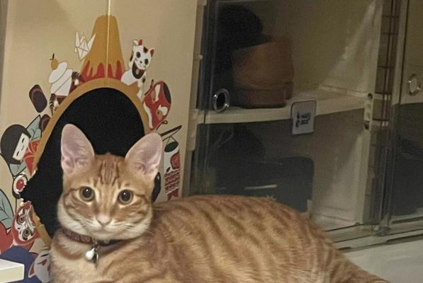 《追寻梦想的刺客猫艾吉奥》（游戏《以梦想新大陆》中的猫咪英雄）