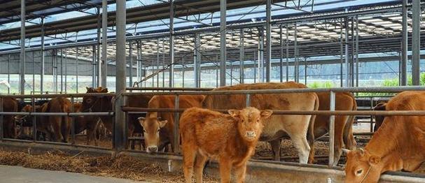 辐射4婆罗门饲料槽建造技巧与养牛方法有哪些？