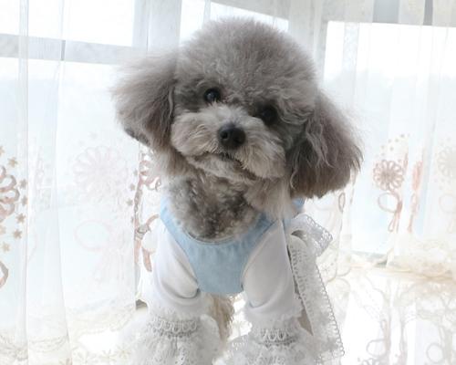 神武3宠物装饰如何获取？获取方法有哪些？