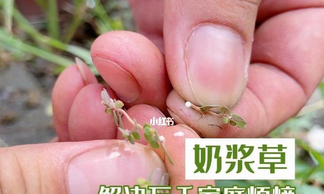 为了吾王如何节省草药？草药成本高该如何应对？