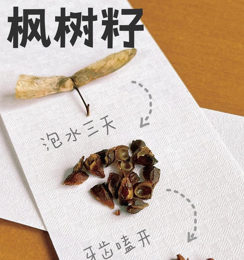 枫树种子的获取途径是什么？需要什么条件？