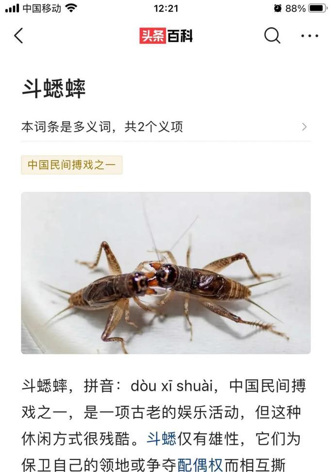 斗蛐蛐模式上线时间是什么时候？如何参与？