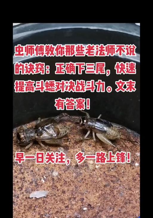 斗蛐蛐模式上线时间是什么时候？如何参与？