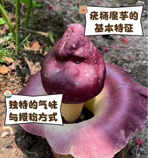 魔域花的获取途径有哪些？